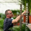 Goldfruchtpalme Areca – Zimmerpflanze Ø21cm – 110cm hoch – Produktbild-Vorschau 8