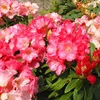 Rhododendron 'Surrey Heath' | 25-30 cm in vaso Anteprima dell’immagine prodotto 2