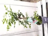Waldguave Psidium eugeniaefolia 80-120 cm exotische Guave Produktbild-Vorschau 4