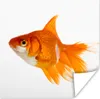 MuchoWow® Poster Goldfisch - Fisch - Weiß 75x75 cm - Wand Produktbild-Vorschau 1