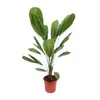 Licuala Grandis - 75-90cm - Ø19cm - Pianta d'appartamento - Anteprima dell’immagine prodotto 2