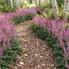 Stauden Gänge 3 x Astilbe chinensis pumila im 0,5 Liter Produktbild-Vorschau 2