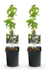 GreenboutiQ - Passionsblume - Passiflora caerulea - Blüte Produktbild-Vorschau 1
