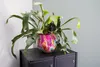 Collezione TS - Blumentopf Fiesta fucsia - 24x21 Anteprima dell’immagine prodotto 7