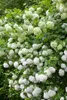 Viburnum opulus, Gewöhnlicher Schneeball, 40–60 cm, weiße Produktbild-Vorschau 9