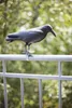 Esschert Design Vogelschreck Krähe; FY18 Produktbild-Vorschau 10