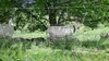 horizont Schafnetz turbomax 50 m lang, 105 cm hoch  Produktbild-Vorschau 4