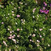 2 x  Fingerstrauch'Princess' - Potentilla fruticosa Produktbild-Vorschau 2