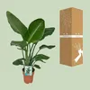 Strelitzia Nicolai - pokojová rostlina Ø19cm Ø90cm - Náhled obrázku produktu 3