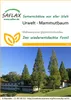 Artikelbild 1 von 'Mammutbaum Urwelt' aus der Kategorie Exotische Samen Produktbild-Vorschau