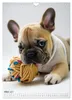Französische Bulldogge - ein Hund für die Familie Produktbild-Vorschau 6