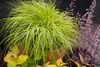 Stauden Gänge 3 x Pennisetum alopecuroides 'Hameln Gold ®' Produktbild-Vorschau 8