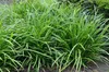 Stauden Gänge 1 x Carex morrowii 'Irish Green' im 1 Liter Produktbild-Vorschau 5