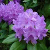 Rododendro 'Catawbiense' grandiflorum | 40-50 cm in vaso Anteprima dell’immagine prodotto 1