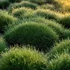 Stauden Gänge 1 x Festuca gautieri - Bärenfellgras - Produktbild-Vorschau 2
