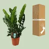 Štastná rostlina Zamioculcas Zamiifolia, pokojová rostlina, Náhled obrázku produktu 3