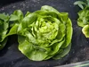 Salát Queen Of May Raný pevný salát Semena 2G Máslový salát Náhled obrázku produktu 12