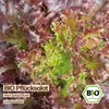 Samenliebe  Salat Samen | Red Salad Bowl - rot & gekraust - Produktbild-Vorschau 4