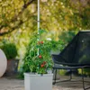 Gusta Garden TOM TOMATO 3er-Set, hellgrau Produktbild-Vorschau 9