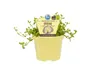 Enseleits Brahmi (Bacopa monnieri), Marktfrische Pflanze Produktbild-Vorschau 5