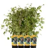 Révovník žláznatý Elegans 1L Náhled obrázku produktu 4