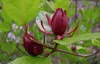 Calycanthus floridus (c. fertilis) - Kruidenstruik, 40-60 Productafbeelding-voorbeeld 3