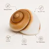 Ryssota otaheitana ab 7,5 cm Schneckenhaus Lamarkiana Produktbild-Vorschau 5