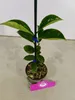Sada 3 kamélií - Camellia japonica 'Kramer's Supreme', Náhľad obrázku produktu 5