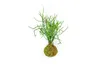 Gardners Kokedama Euphorbia tirucalli (L) Náhled obrázku produktu 1