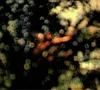 Obscured by Clouds Produktbild-Vorschau 2