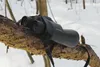 Binoculars resting on a snow-covered tree branch in a forest. Anteprima dell’immagine prodotto