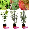 Sada 3 kusů Acer palmatum – kompaktní javory – Náhled obrázku produktu 1