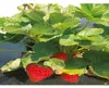 Spezielle Erdbeermulchfolie "Fresafilm" - 1,40 x 10 m - Produktbild-Vorschau 6
