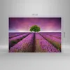 Bilder auf glas - Wiese lavenda Sommer Landschaft - Produktbild-Vorschau 3