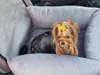 Haustiere Hund Auto Sitz Träger Korb – Hundetransporter – Produktbild-Vorschau 8
