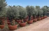 A row of potted olive trees with thick trunks and green foliage, displayed outdoors on a gravel path. Voir les images du produit