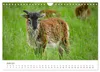 Schöne Schafe (Wandkalender 2027 DIN A4 quer), CALVENDO Produktbild-Vorschau 9