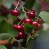 Karneol Halbstamm Produktbild-Vorschau 4