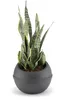 Bama Sfera Bloempot 23L 40.5x32 cm Antraciet Anteprima dell’immagine prodotto 7