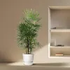 Steckenpalme - Rhapis Excelsa - Zimmerpflanze 190cm - Ø34cm Produktbild-Vorschau 4