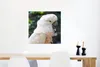 MuchoWow® Poster Nahaufnahme eines weißen Kakadus 50x50 cm Produktbild-Vorschau 5