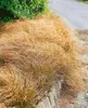Carex testacea, Neuseeländisches Segge, orange-braun, ca. Produktbild-Vorschau 3