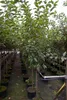 Malus Red Sentinel - Zierapfel Red Sentinel - 120 Produktbild-Vorschau 1