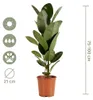Bloomique - Ficus Elastica Robusta - Drzewo kauczukowe - Podgląd zdjęcia produktu 7