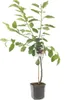 Süßkirsche 'Kordia' 120 cm - Prunus avium Kordia Produktbild-Vorschau 2