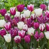 Tulpe Pastel Mix (40 Stück) | Tulpenzwiebeln von Jub Produktbild-Vorschau 7