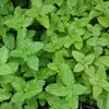 6 x Melissa officinale - Melissa officinalis | vaso 9cm x Anteprima dell’immagine prodotto 1
