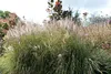 Stauden Gänge 1 x Miscanthus sinensis 'Silberspinne' im 1 Produktbild-Vorschau 5