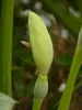 Filodendro arboreo (Thaumatophyllum bipinnatifidum)  - 20 Anteprima dell’immagine prodotto 5
