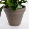 Umělá rostlina březový fíkus Ficus natasja Ø 30 H 40 cm Náhled obrázku produktu 10